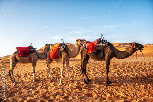 Camels resting in the Sahara Desert  Merzouga  Morocco.