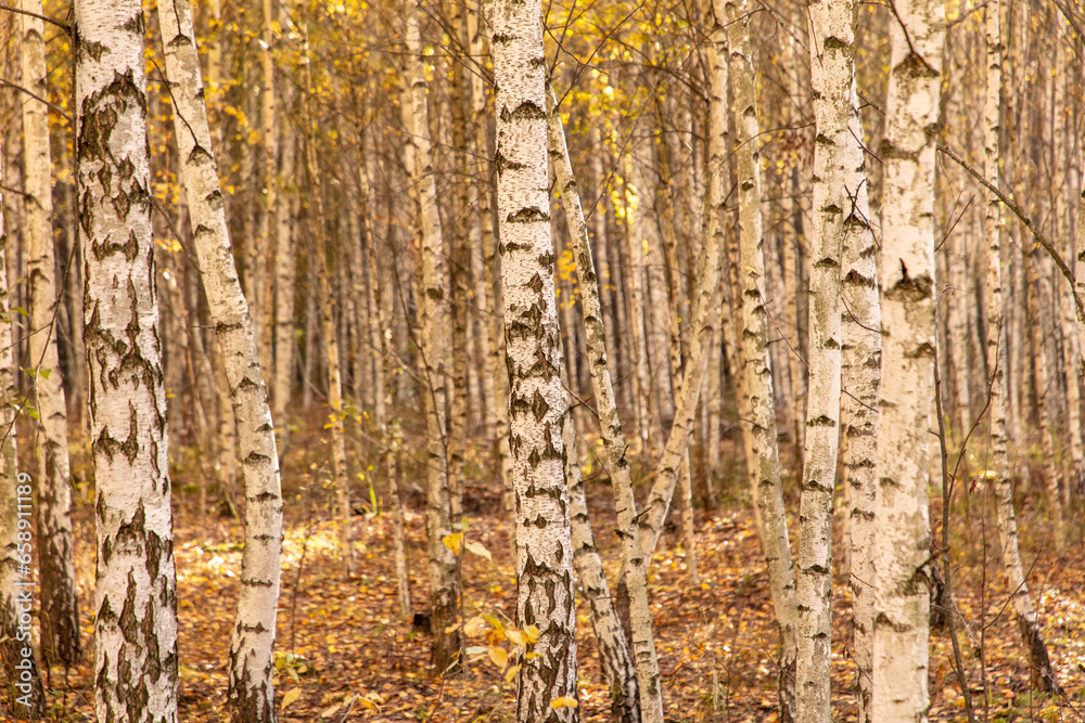 Obraz premium Young birch forest in autumn. Nature