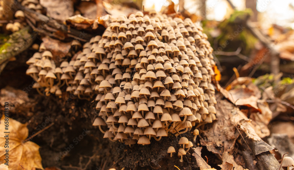 Poisonous mushroom in the ground in the forest in autumn Poisonous mushroom in the ground in the forest in autumn