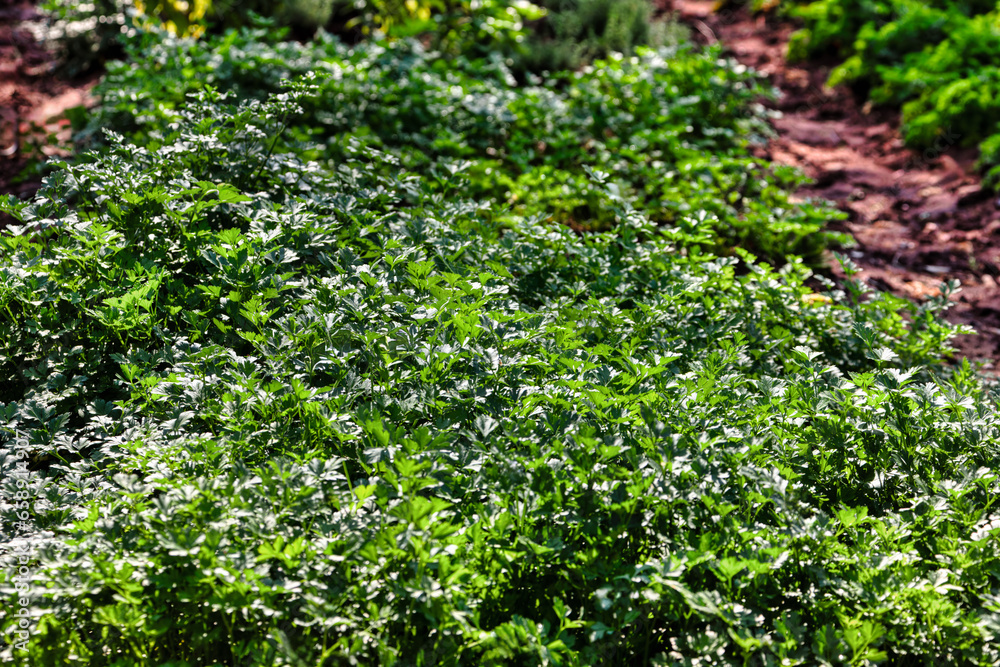 organic green fresh parsley crop in the field redy to be picked up
