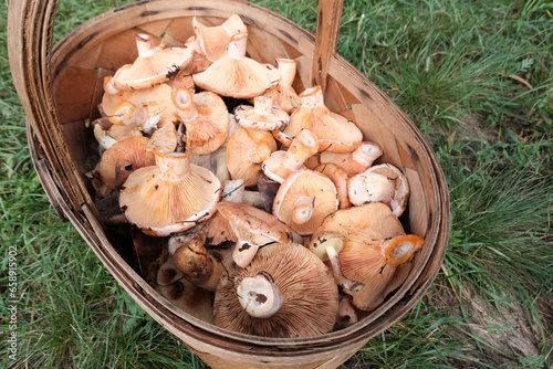 Basket with mushrooms. Butterflies, white mushrooms, honey mushrooms, chanterelles, milk mushrooms, saffron milk caps, boletuses, barnacles. Natural harvest in autumn.