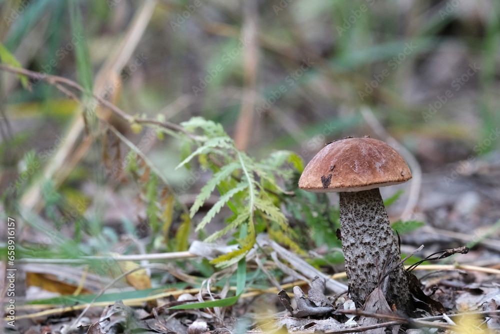 Fototapeta premium Mushrooms in the forest. Close-up of a growing mushroom. Beautiful autumn landscape. Natural product. Boletus, porcini mushroom.