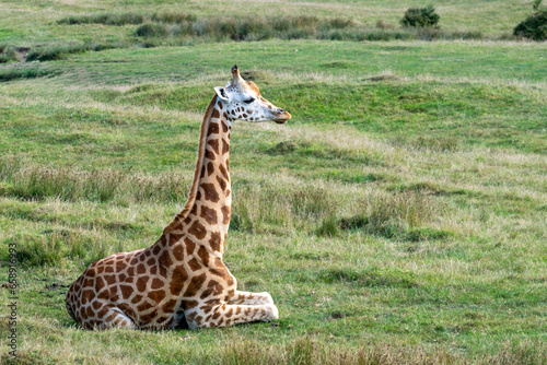 Young giraffe sitting and resting