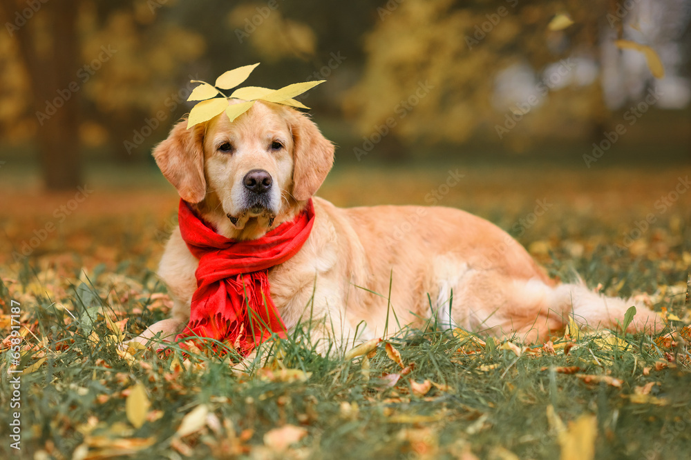 beautiful red dog golden retriever labrador in a red scarf on yellow leaves in autumn in the park