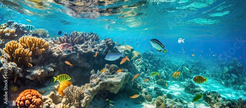 Child in snorkeling mask dives underwater and sees tropical fishes in coral reef sea pool during summer beach vacation with family With copyspace for text