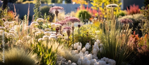 Fototapeta Naklejka Na Ścianę i Meble -  Garden with grasses and many flowers With copyspace for text