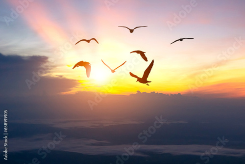 concept of freedom bird silhouettes in the evening sky