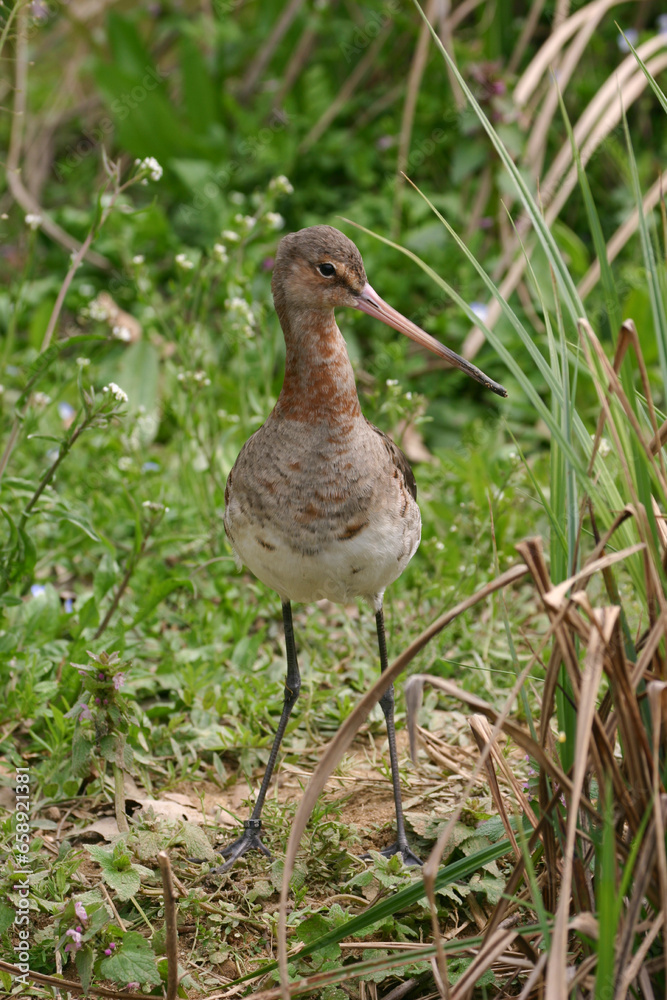 Black-tailed Godwit, Pittima Reale, Limosa limosa Black-tailed Godwit, Pittima Reale, Limosa limosa