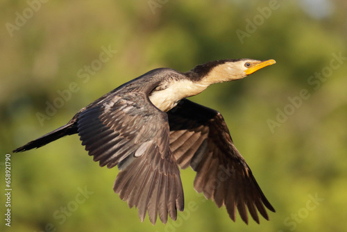 Little Pied Cormorant in Flight