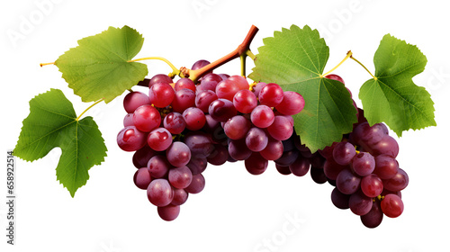 A Vine with bunches of grapes isolated on transparent background - Generative AI