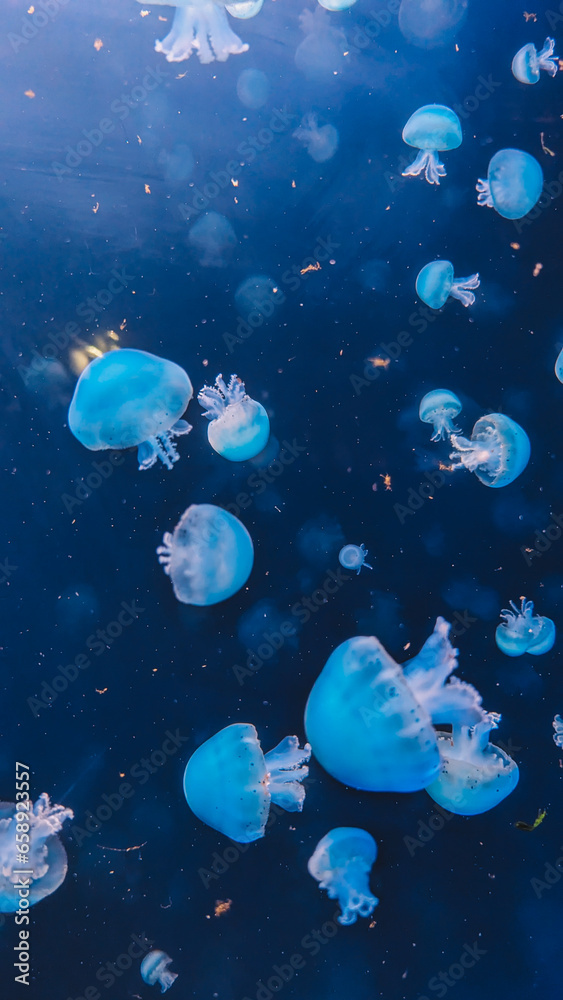 Close up view of the Jellyfish Close up view of the Jellyfish