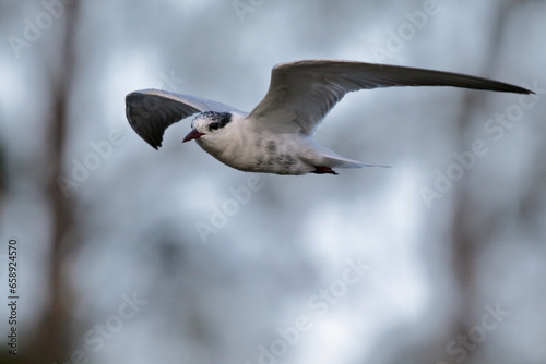 Tern hunting