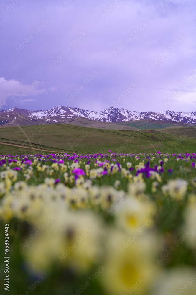 Fototapeta premium flowers in the mountains