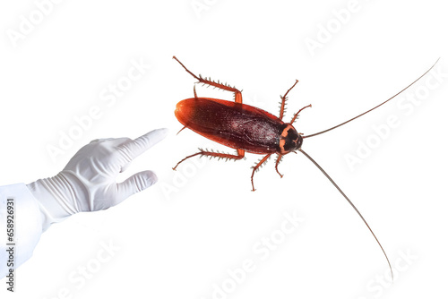 Finger points to  cockroach,cockroach, scary cockroach Scary, cockroaches are disease-carrying insects,transparent background png file