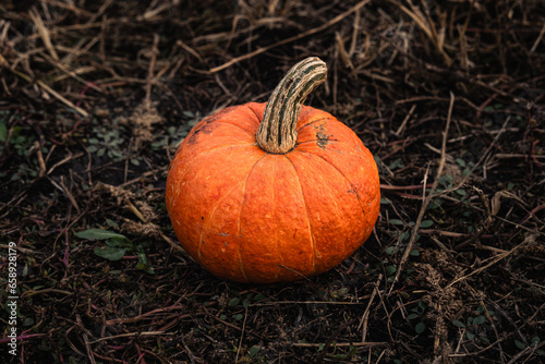 A small orange pumpkin for Halloween is lying on a bale of straw. Harvesting the autumn harvest of vegetables. Small depth of field, blurry background. © diy13