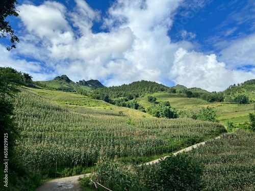 Take a walk on a peaceful country road