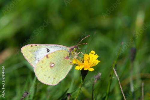 Berger's Clouded Yellow butterfly aka Colias alfacariensis on yellow flower. Early sunny day in autumn. Czech republic nature. © czjonyyy