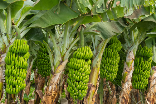 Green tropical banana fruits close-up on banana plantation © Mazur Travel