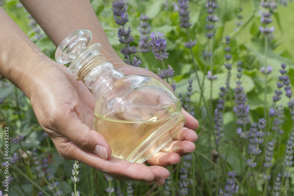 Woman hand holding Lavender essential oil bottle a Vintage glass bottles of perfume with lavender flowers. Herb for aromatherapy relaxing cosmetic nature concept.