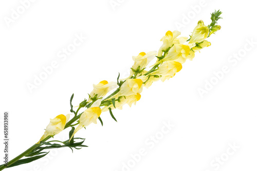 yellow snapdragon flowers isolated