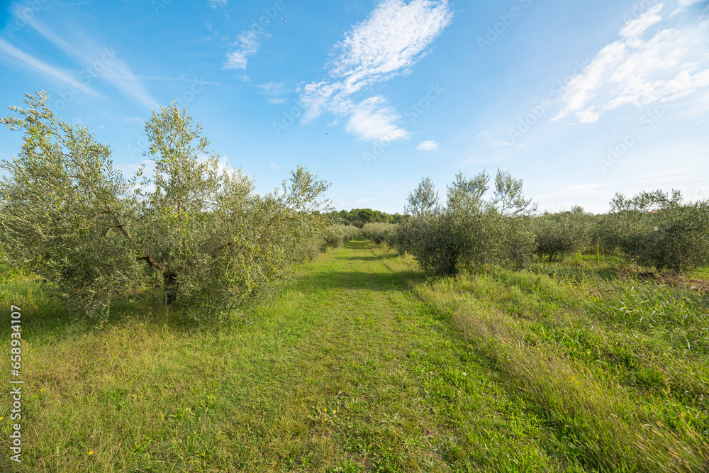 garden with olive trees on a sunny day garden with olive trees on a sunny day