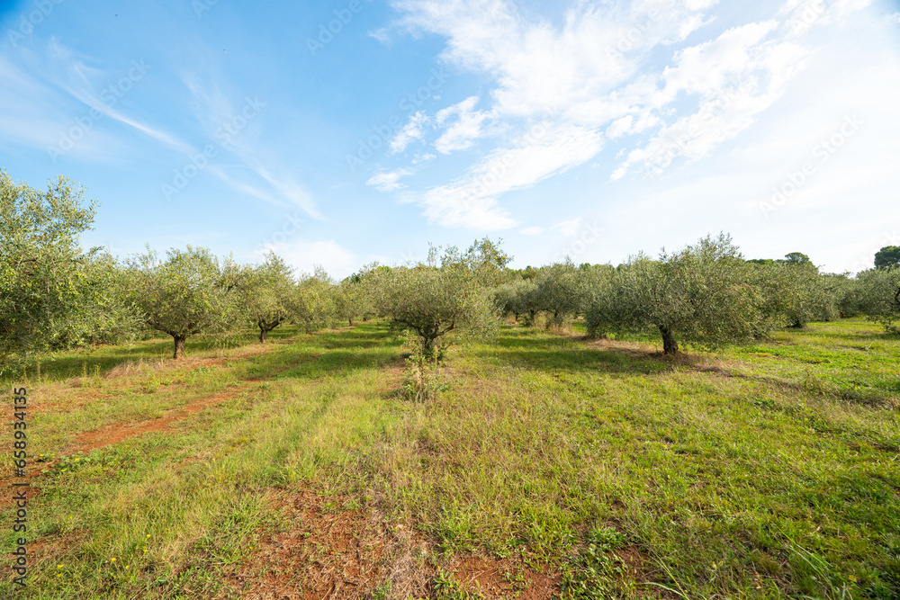 Fototapeta premium garden with olive trees on a sunny day