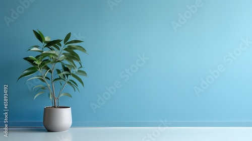 Fresh green leaves of tropical palm against blue wall background and bright shadows. © Kowit