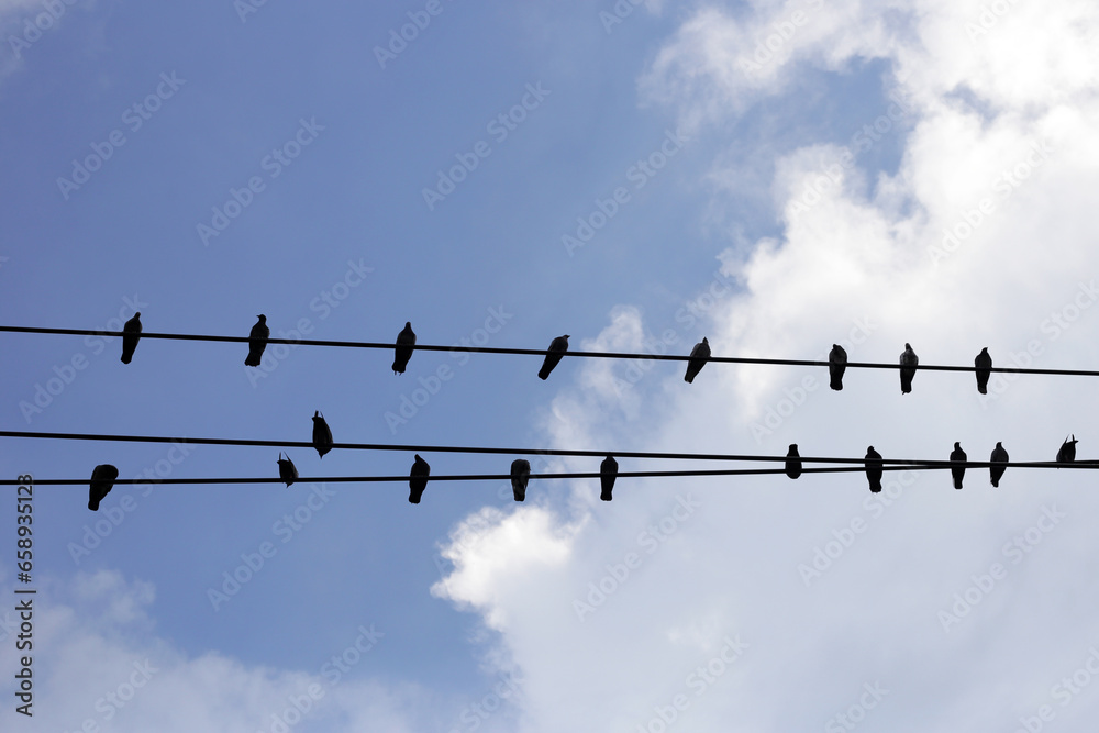 Silhouette birds on wire cable against blue sky Silhouette birds on wire cable against blue sky