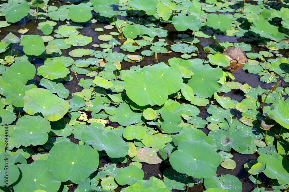 Beautiful green leaves of lotus flower in pond Beautiful green leaves of lotus flower in pond