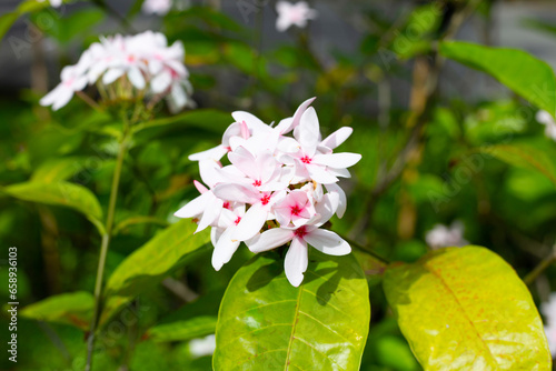 Kopsia fruticosa pink flower in the garden photo