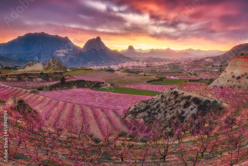 Sunset landscape with blossom peach trees in Spring in Cieza. Sunset at Cieza in the flowering Peach fields. Several fruit trees in bloom, in Cieza, Region of Murcia, Spain.