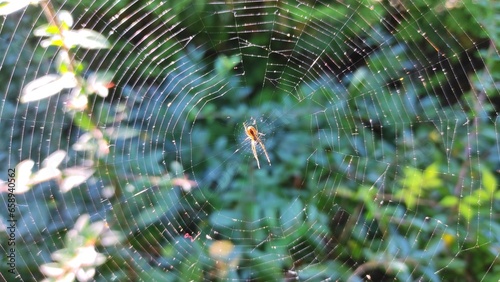 Spider in a cobweb close up.General plan of a spider in a natural environment.