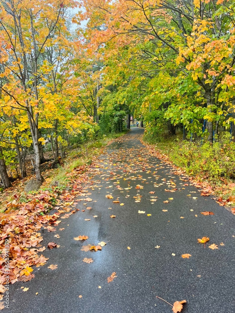 golden fall in the park, autumn trees