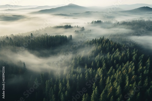 Aerial view of a misty forest on a foggy day.