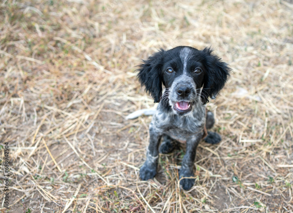 A happy black and white canine standing at farm.Portrait of an english cocker spaniel looking at the camera