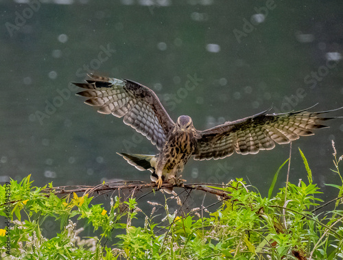 hawk in flight