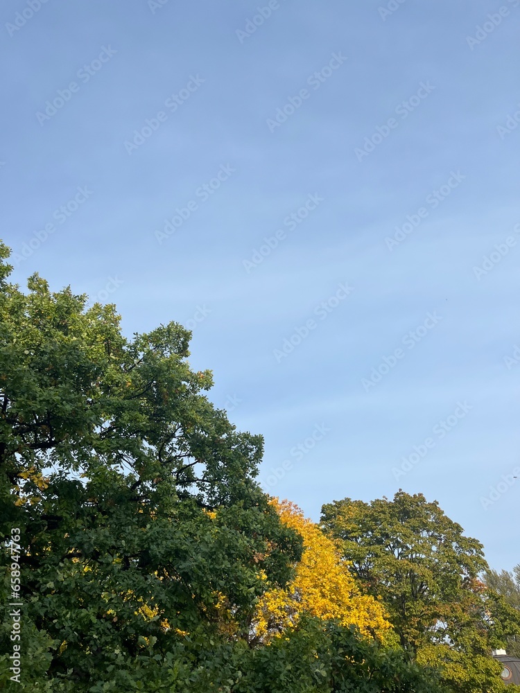 golden fall in the park, autumn trees golden fall in the park, autumn trees