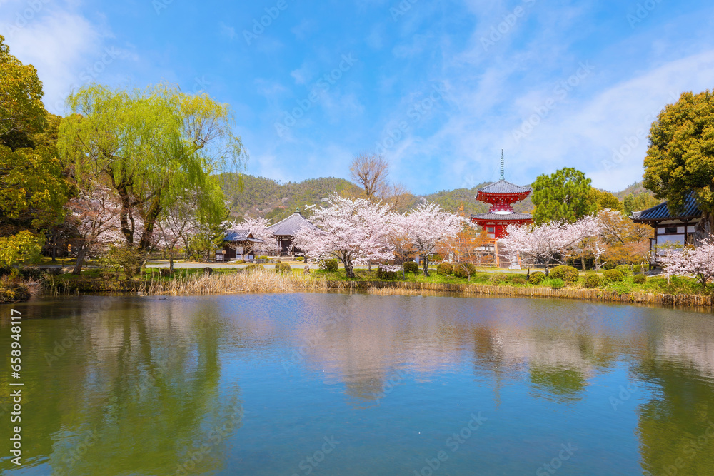 Kyoto, Japan - March 29 2023: Daikakuji Temple with Beautiful full bloom cherry blossom garden in spring time