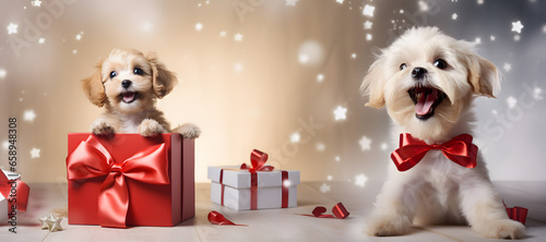 Hund kommt aus geschenk box weihnachten haustier feier schleife geburtstag paket © FJM