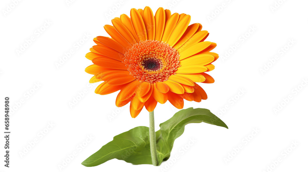 Fototapeta premium Gerbera isolated on a transparent background.