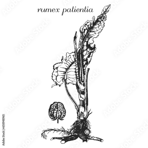 rumex patientia, black and white sorrel on a transparent background
medicinal plant, medicinal herbs, sorrel, spinach, щавель photo