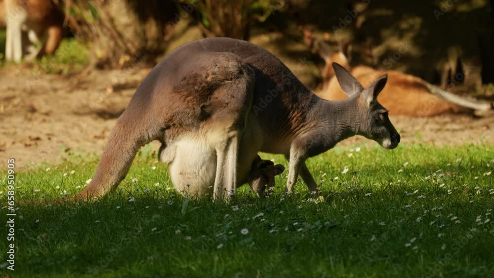 A female kangaroo with a baby kangaroo in a pouch eats daisies while walking on green grass. Animal behavior A female kangaroo with a baby kangaroo in a pouch eats daisies while walking on green grass. Animal behavior