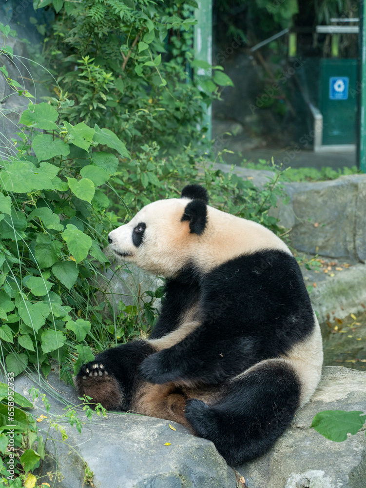 Fototapeta premium giant panda bear