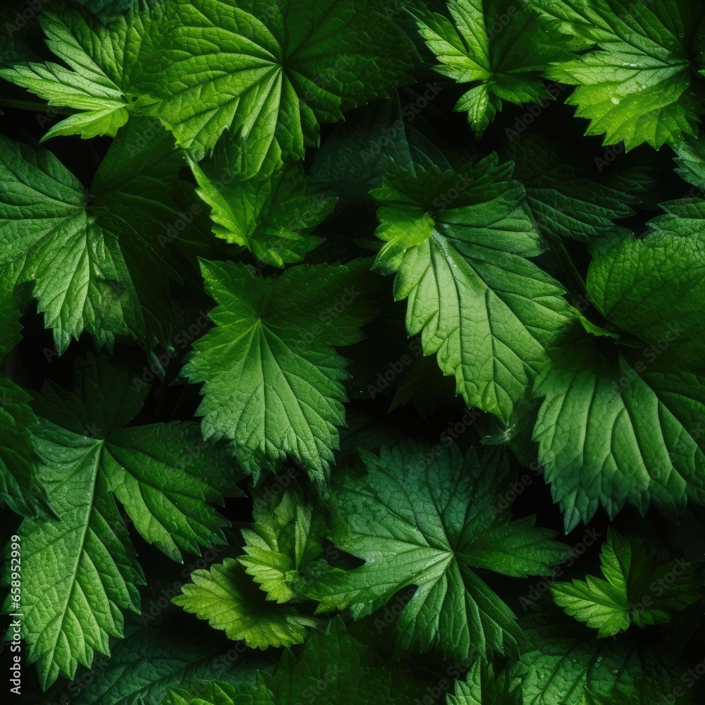 Nettles as seamless tiles Nettles as seamless tiles