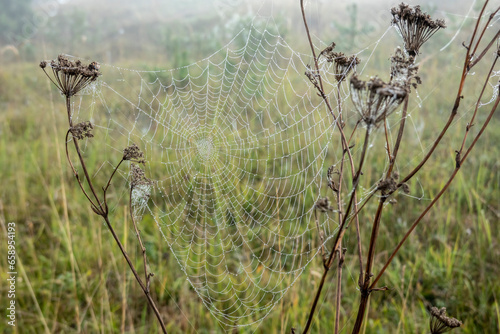 A cobweb during a cold morning in the fog in October