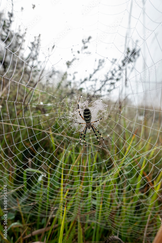 A spider sitting in the middle of a web in the morning mist waiting for its victim