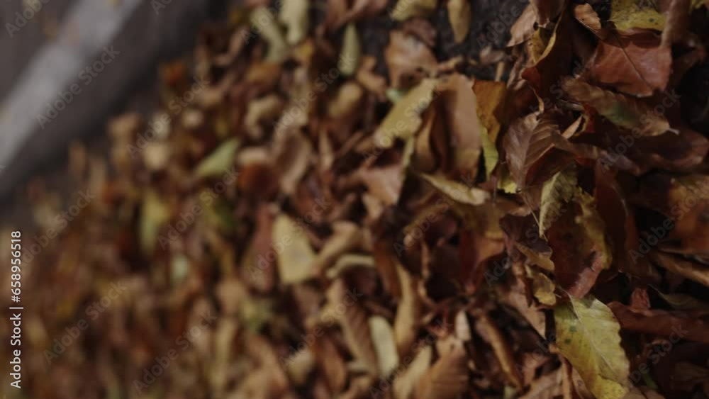 Slow motion handheld shot of autumn forest road Slow motion handheld shot of autumn forest road
