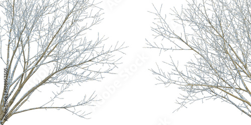 Winter tree isolated on white