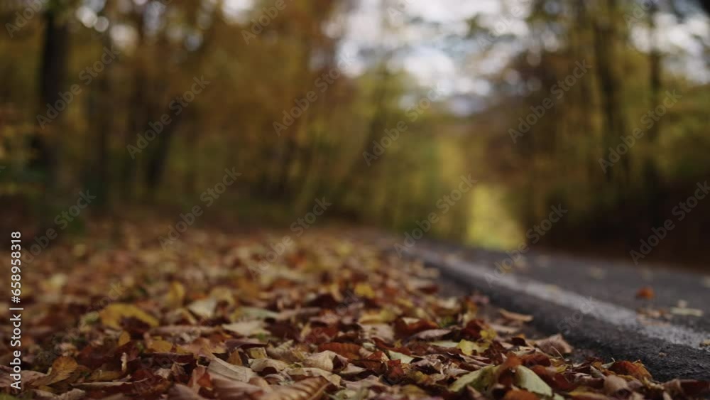 Slow motion handheld shot of autumn forest road Slow motion handheld shot of autumn forest road