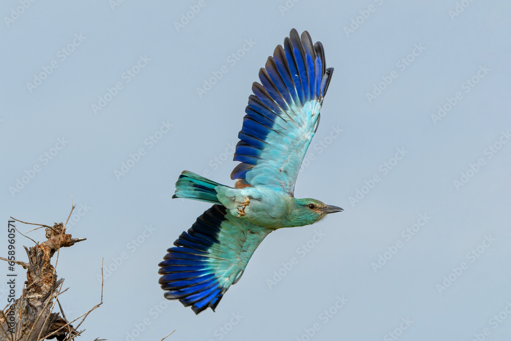 European Roller flying away from the top of a bush in Kruger National Park in South Africa European Roller flying away from the top of a bush in Kruger National Park in South Africa